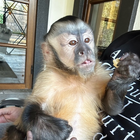 Like this post to get notified of my live shows! - Picture 3 of 11